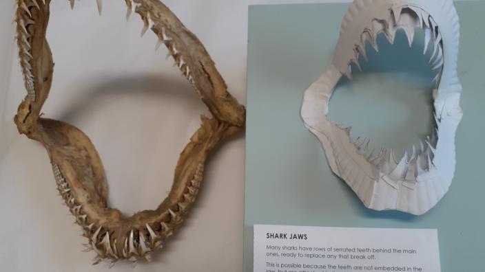 shark jaw real and cardboard